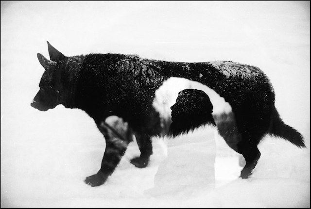 Magical-Double-Exposure-in-The-Forest-21