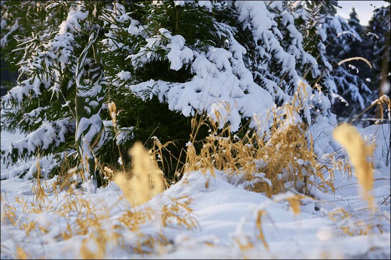 015Schnee-Uwe-02-qf