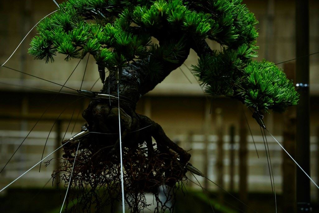 shiki-bonsai-power-station-belgium-IM-5