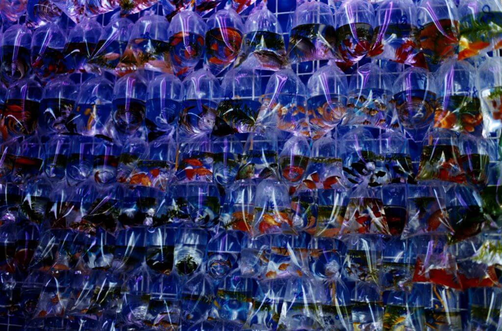 蜷川實花_C-print_68.6 x 103.0cm_2010(小山登美夫畫廊)_ Mika NINAGAWA_Noir_C-print_68.6 x 103.0cm_2010(Tomio Koyama Gallery)