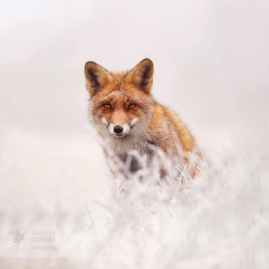 白雪童話狐狸