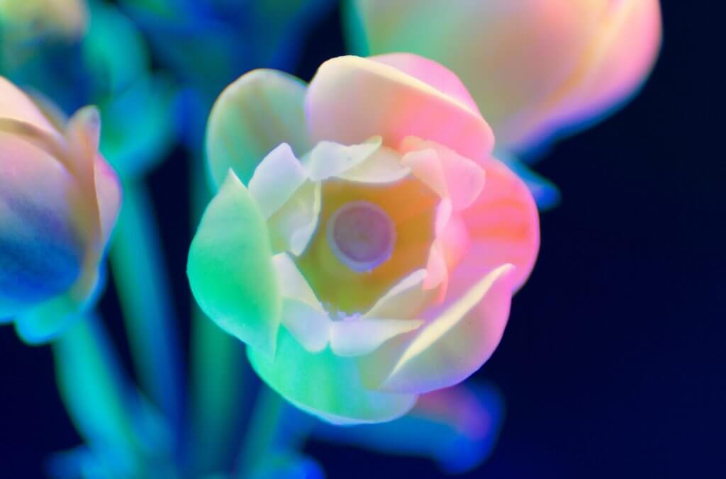 紫外線微距花卉攝影
