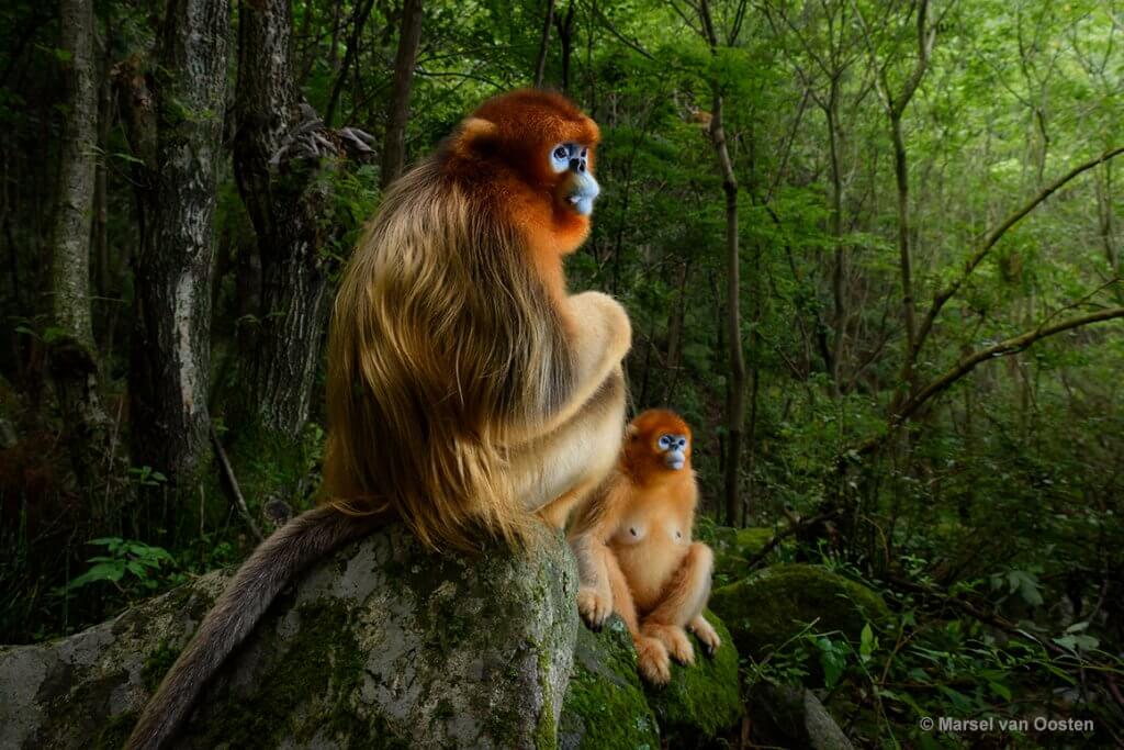 獅子野生動物自然攝影