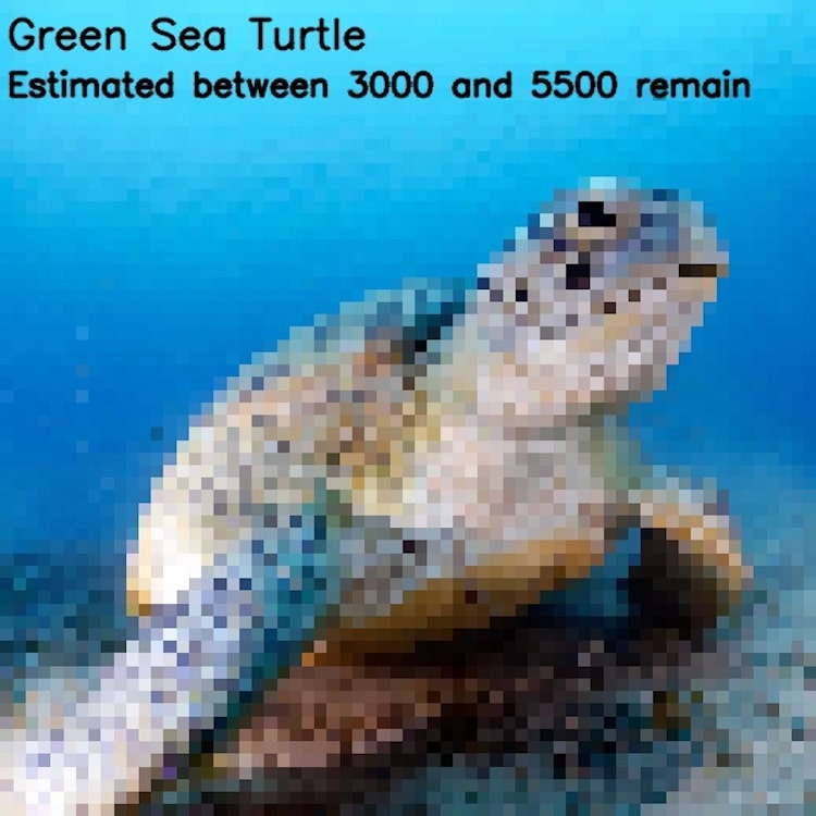 瀕危動物,像素,動物保育,永續,環保,python,編碼,科技,攝影,藝術,城市美學新態度