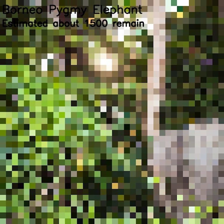 瀕危動物,像素,動物保育,永續,環保,python,編碼,科技,攝影,藝術,城市美學新態度