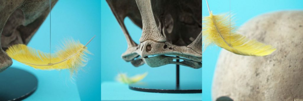 化石,卡通,繪圖軟體,3D繪圖,藝術,城市美學新態度