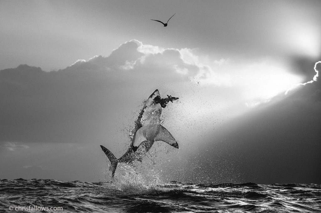 great white shark photo chris　fallows