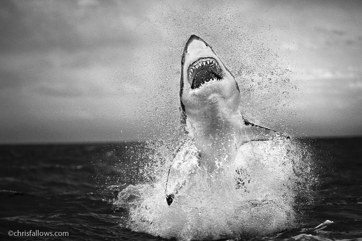 chris-fallows-shark-