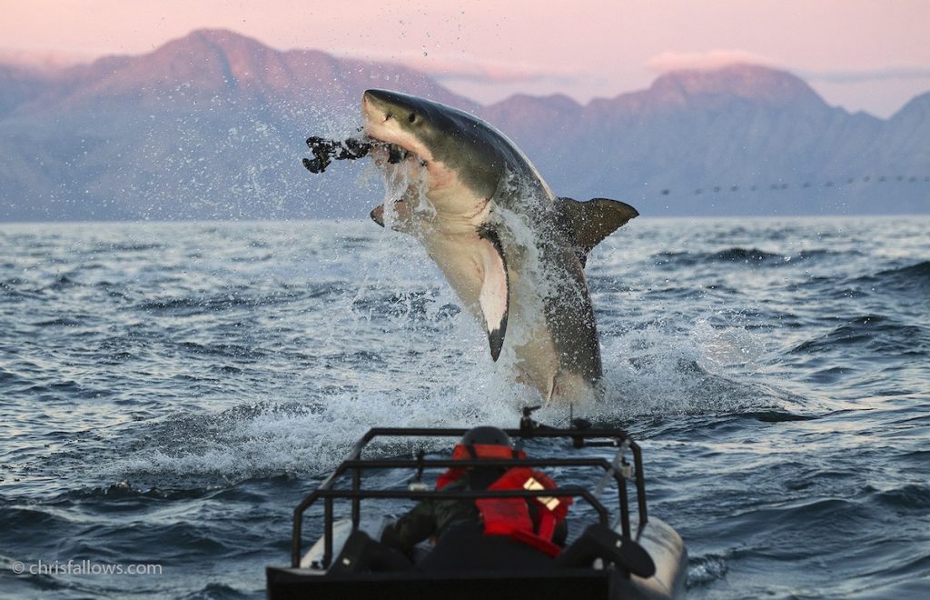 great white shark photo chris　fallows